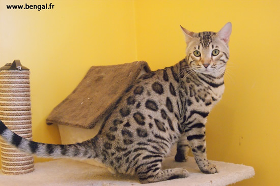 chat bengal rosettes